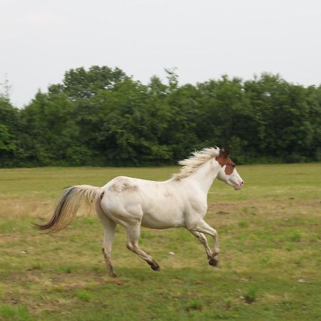 Agriturismo Al Ranch Castello d'Aviano Екстер'єр фото