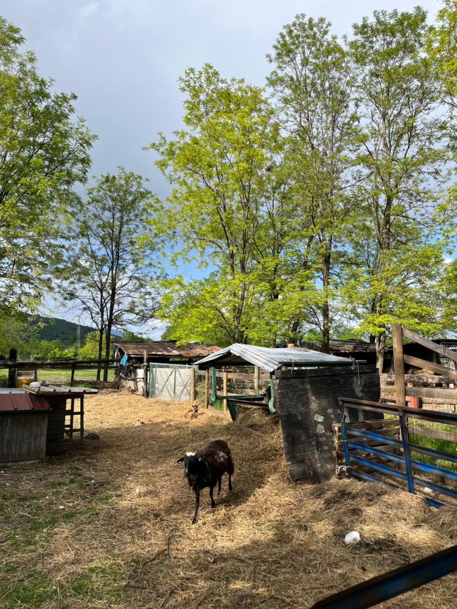 Agriturismo Al Ranch Castello d'Aviano Екстер'єр фото
