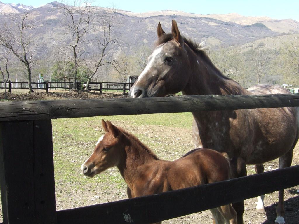 Agriturismo Al Ranch Castello d'Aviano Екстер'єр фото